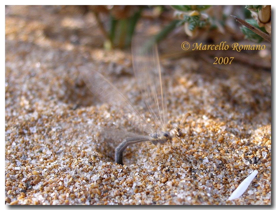 Incontri fra le dune: Myrmeleon hyalinus distinguendus